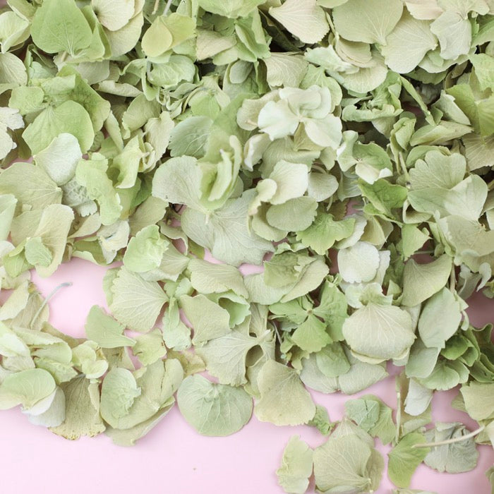 Green Hydrangeas (40-50 Handfuls) 5 Litres
