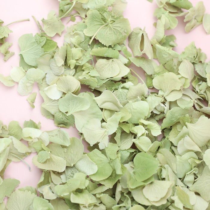 Green Hydrangeas (40-50 Handfuls) 5 Litres