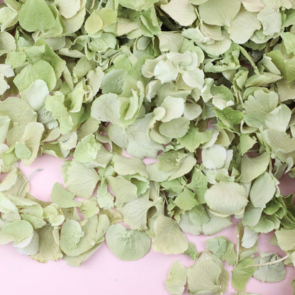 Green Hydrangeas (40-50 Handfuls) 5 Litres