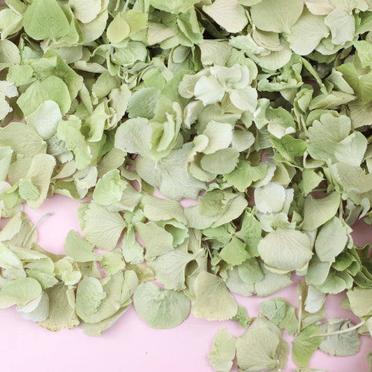 Green Hydrangeas (40-50 Handfuls) 5 Litres